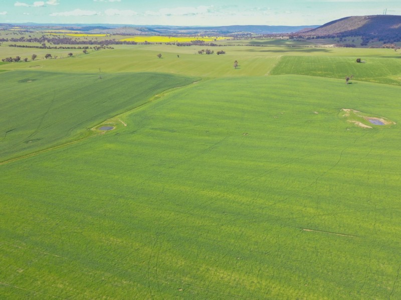 323 Iandra Road Greenethorpe via, Cowra NSW 2794