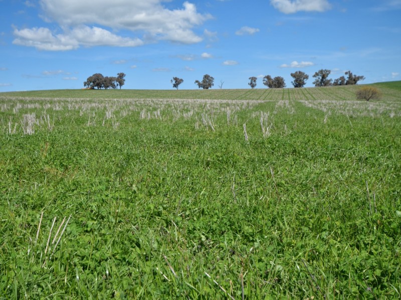 323 Iandra Road Greenethorpe via, Cowra NSW 2794