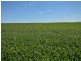323 Iandra Road Greenethorpe via, Cowra NSW 2794