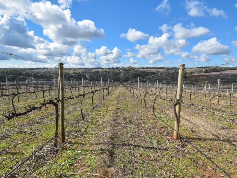 155 Tierneys Road, Young NSW 2594