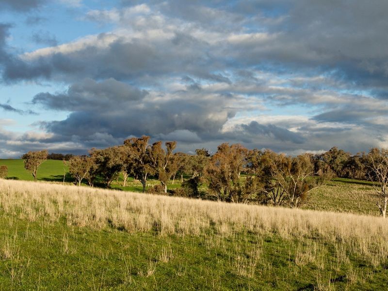1 Golden Grove Estate, Young NSW 2594