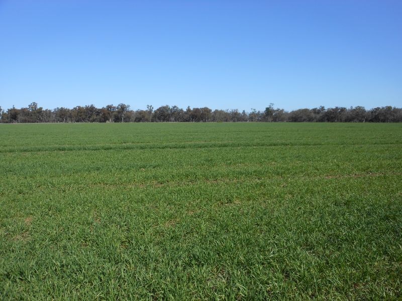 176 Bimbi Rd, Young NSW 2594