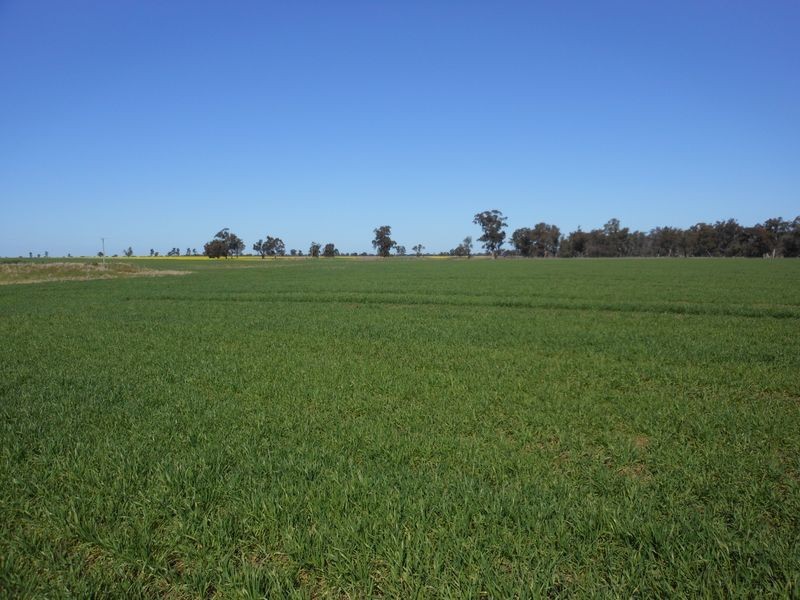 176 Bimbi Rd, Young NSW 2594