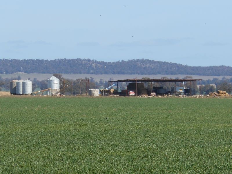 176 Bimbi Rd, Young NSW 2594