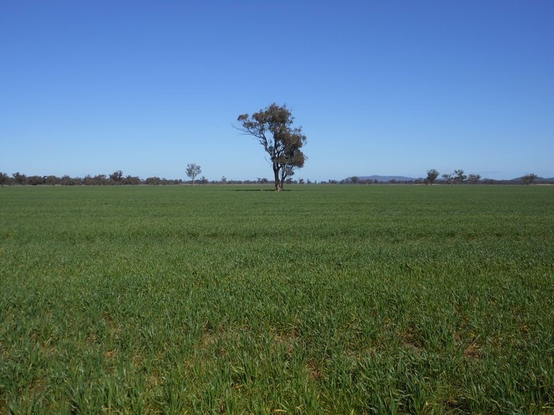 176 Bimbi Rd, Young NSW 2594