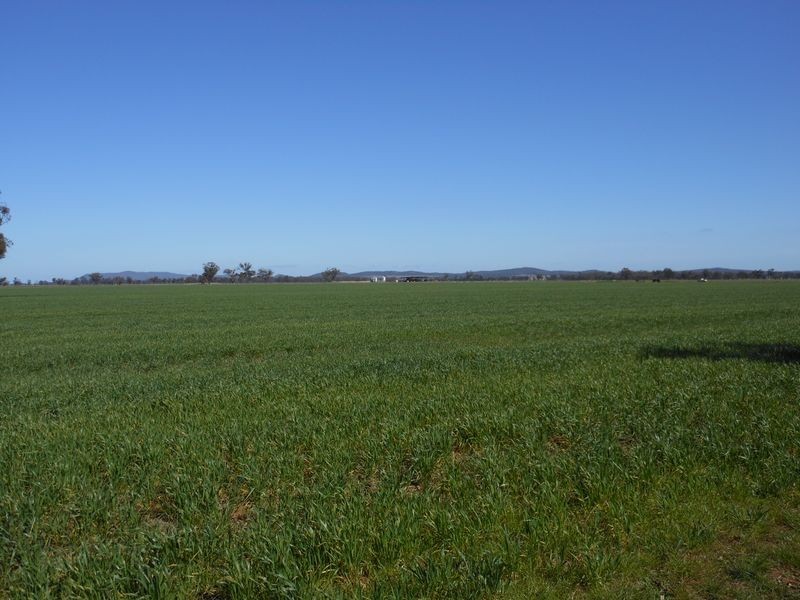 176 Bimbi Rd, Young NSW 2594