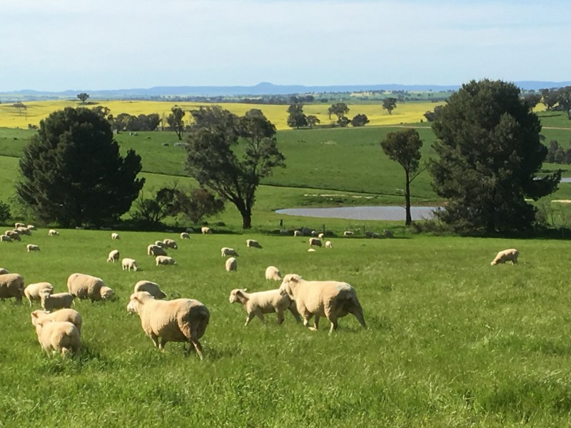 100 Powderly’s Road, Young NSW 2594