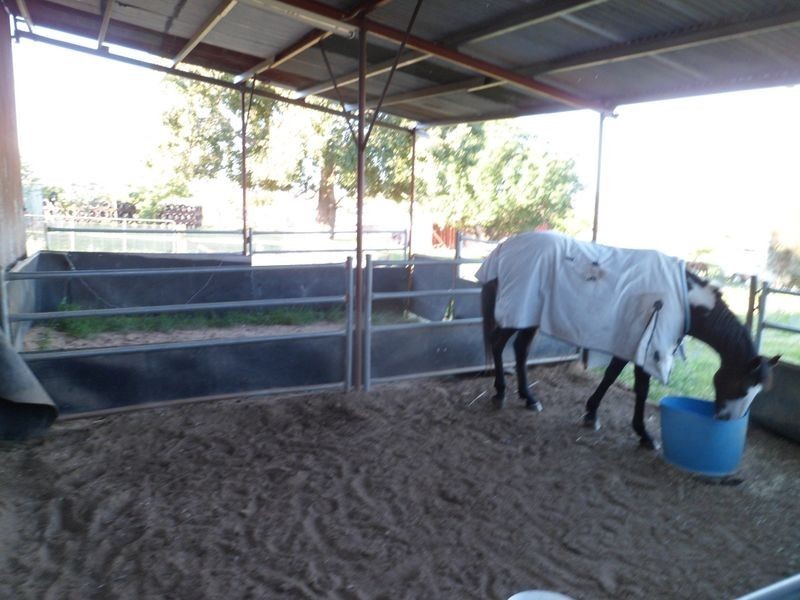 509 Wickham Lane, Young NSW 2594