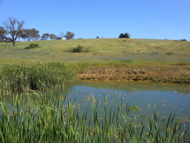 509 Wickham Lane, Young NSW 2594