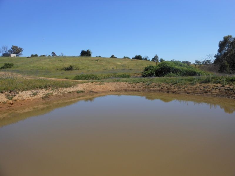 509 Wickham Lane, Young NSW 2594