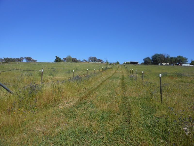 509 Wickham Lane, Young NSW 2594