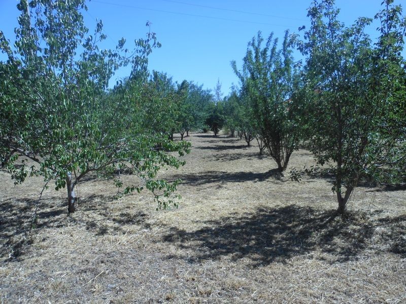 15 Burrangong Hall Road, Young NSW 2594