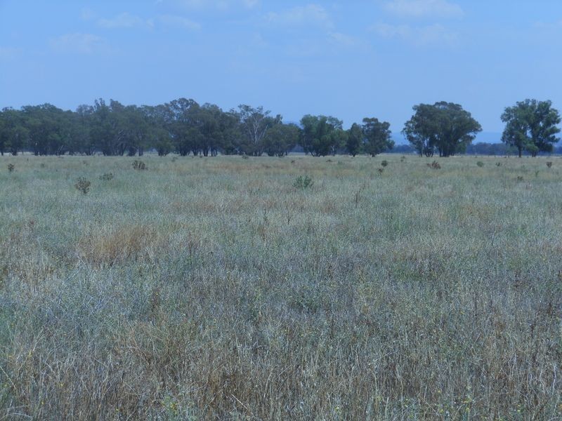 150 Barrs Lane, Young NSW 2594