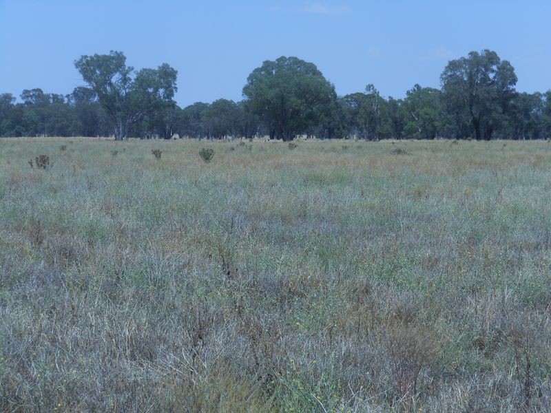 150 Barrs Lane, Young NSW 2594