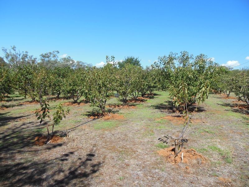 87 Victoria Street, Young NSW 2594