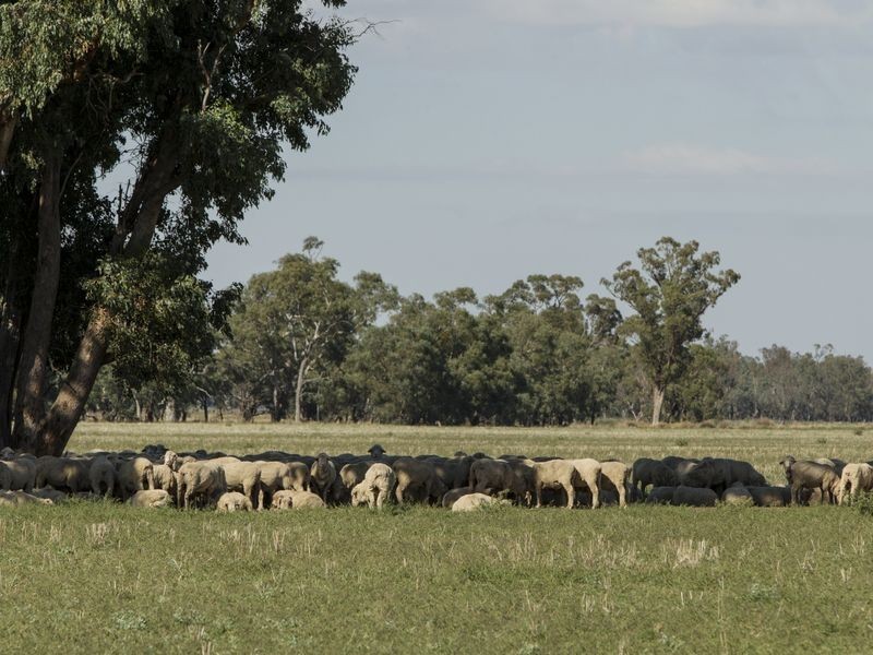 SPRINGVIEW Loch Lomond Road, Gooloogong NSW 2805