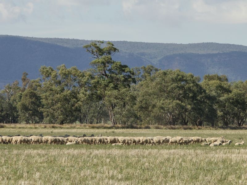 SPRINGVIEW Loch Lomond Road, Gooloogong NSW 2805