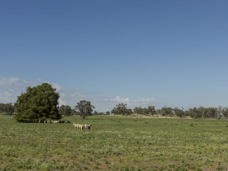 SPRINGVIEW Loch Lomond Road, Gooloogong NSW 2805