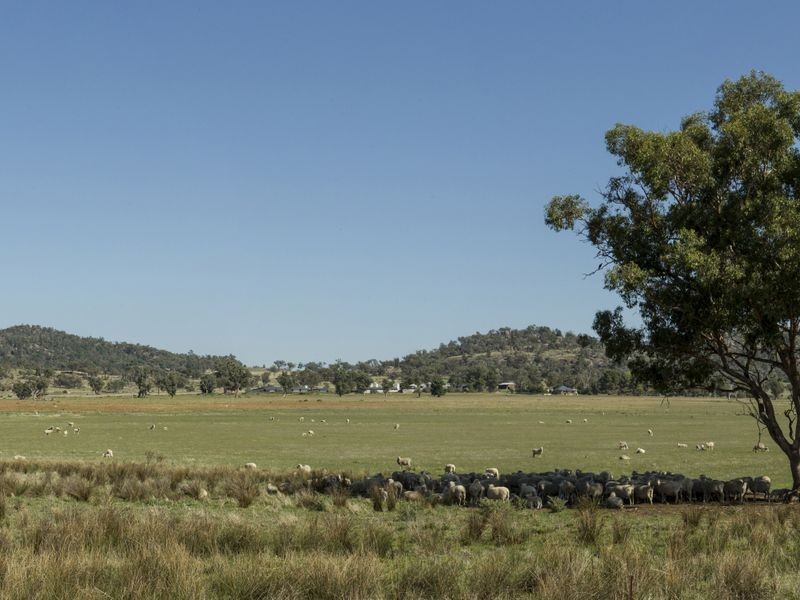 SPRINGVIEW Loch Lomond Road, Gooloogong NSW 2805