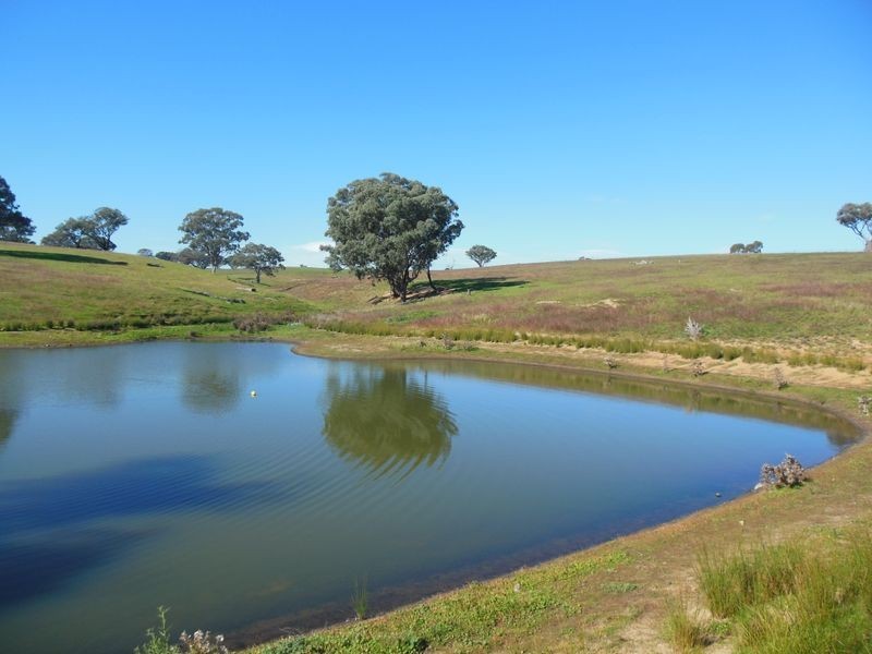1341 Geegullalong Rd, Young NSW 2594