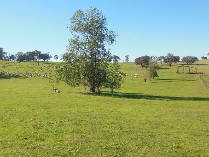 1341 Geegullalong Rd, Young NSW 2594