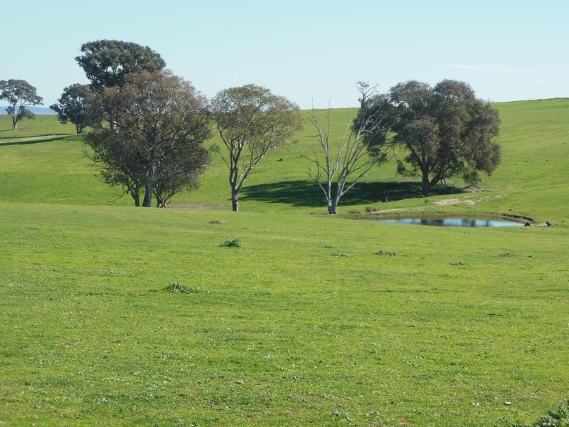 1341 Geegullalong Rd, Young NSW 2594