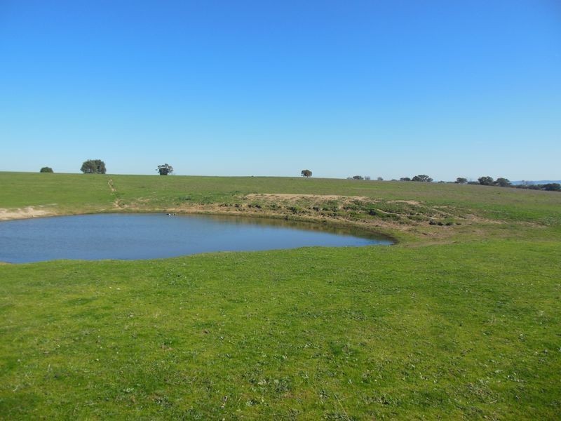 1341 Geegullalong Rd, Young NSW 2594