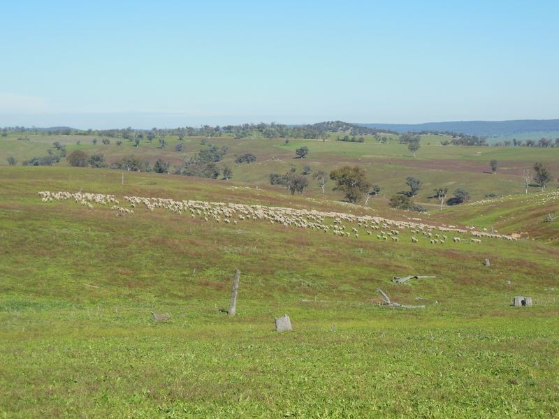 1341 Geegullalong Rd, Young NSW 2594