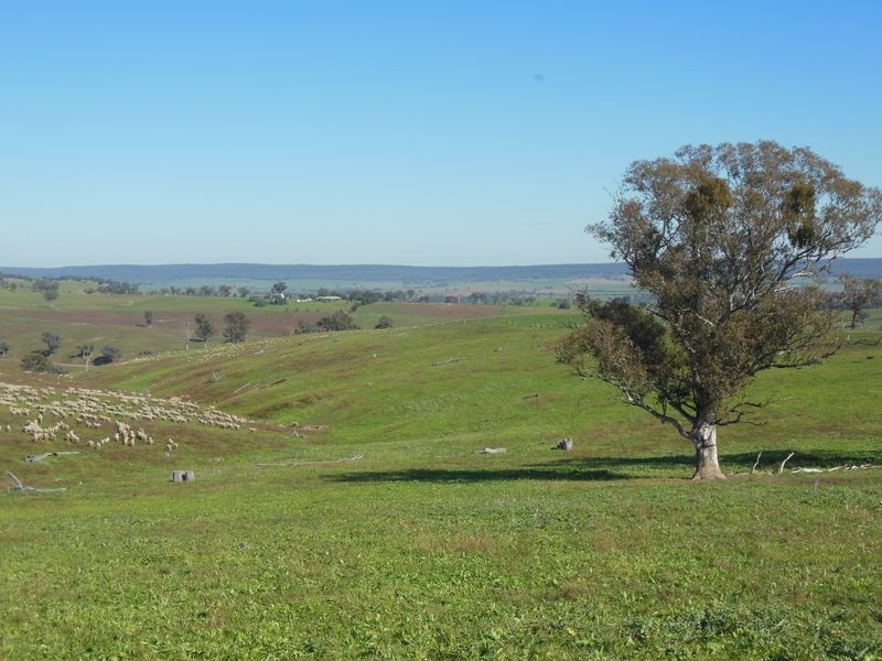 1341 Geegullalong Rd, Young NSW 2594