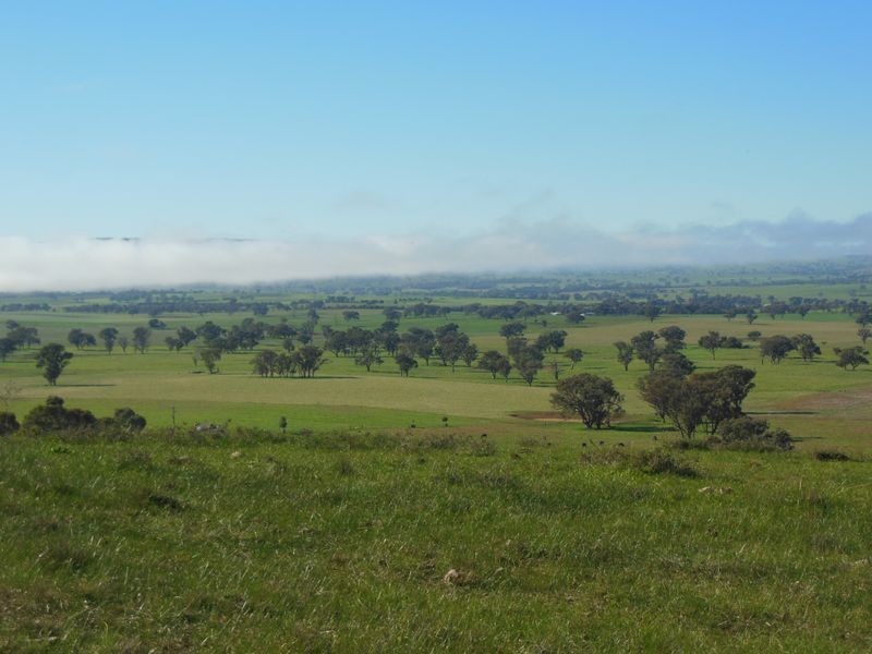 3404 Murringo Rd, Young NSW 2594