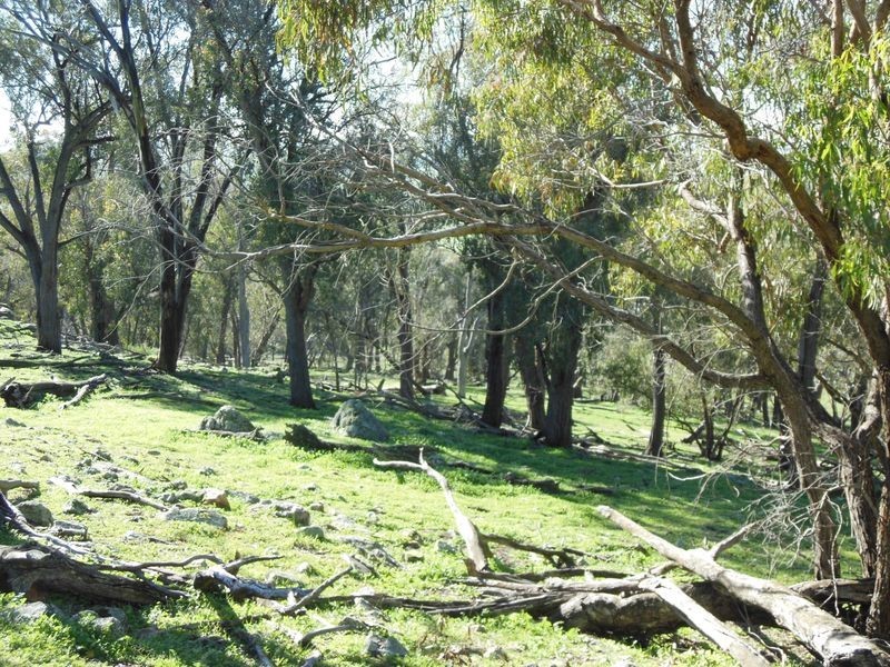 3404 Murringo Rd, Young NSW 2594