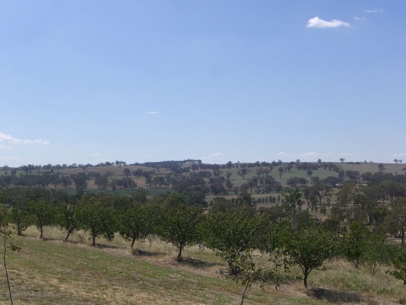 231 Old Monteagle Road, Young NSW 2594