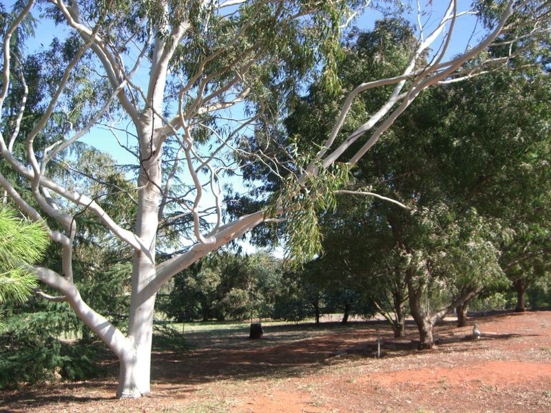 167 Willawong Street, Young NSW 2594