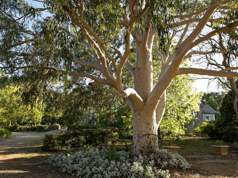 127 Wickham Lane, Young NSW 2594