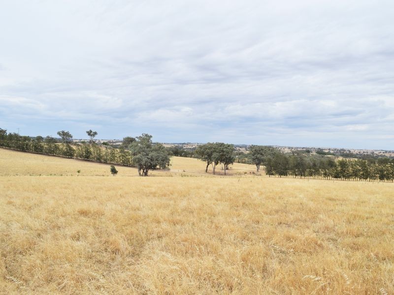 Lot 2 Red Hill Road, Young NSW 2594