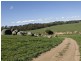 109 Bribbaree Road, Young NSW 2594