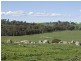 109 Bribbaree Road, Young NSW 2594
