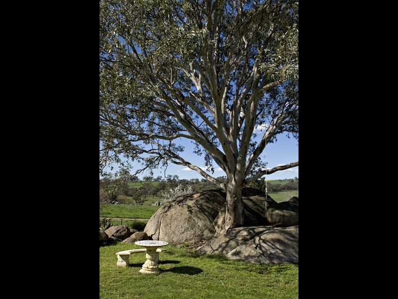 109 Bribbaree Road, Young NSW 2594