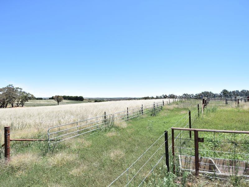 516 Woodlands Rd  Kingsvale, Young NSW 2594