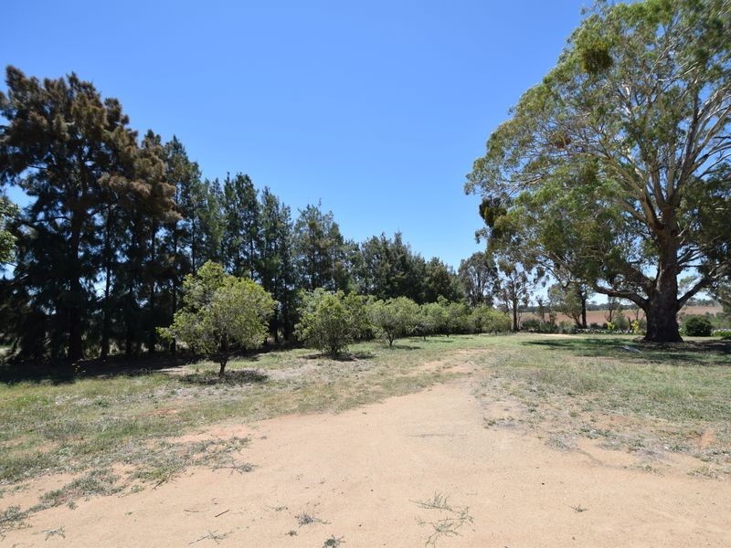 516 Woodlands Rd  Kingsvale, Young NSW 2594