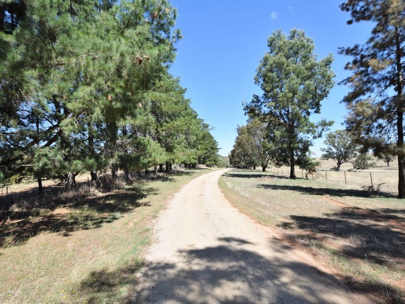 650 Monteagle Stock Route Rd Eest, Young NSW 2594