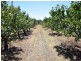 650 Monteagle Stock Route Rd Eest, Young NSW 2594