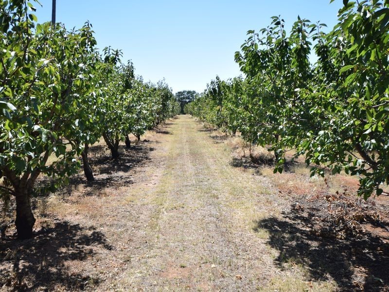 650 Monteagle Stock Route Rd Eest, Young NSW 2594