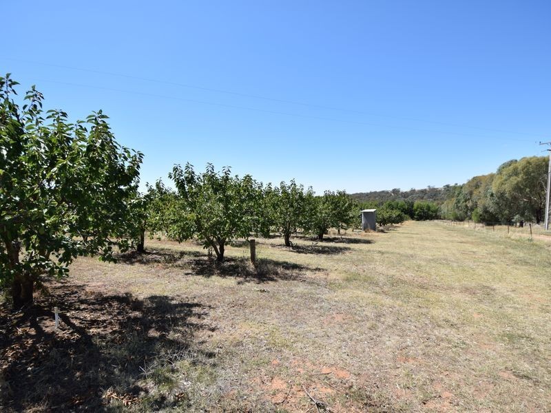 650 Monteagle Stock Route Rd Eest, Young NSW 2594