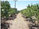 650 Monteagle Stock Route Rd Eest, Young NSW 2594