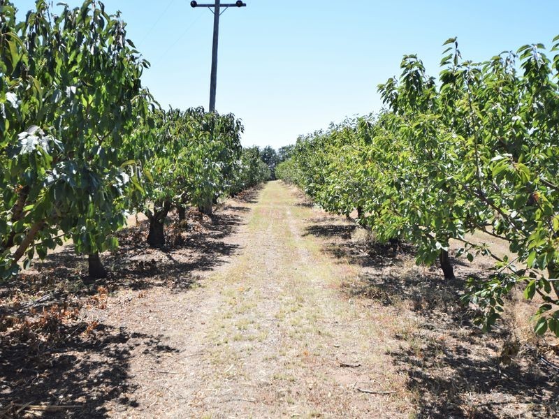 650 Monteagle Stock Route Rd Eest, Young NSW 2594