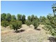 650 Monteagle Stock Route Rd Eest, Young NSW 2594