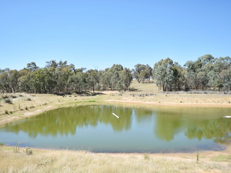 650 Monteagle Stock Route Rd Eest, Young NSW 2594