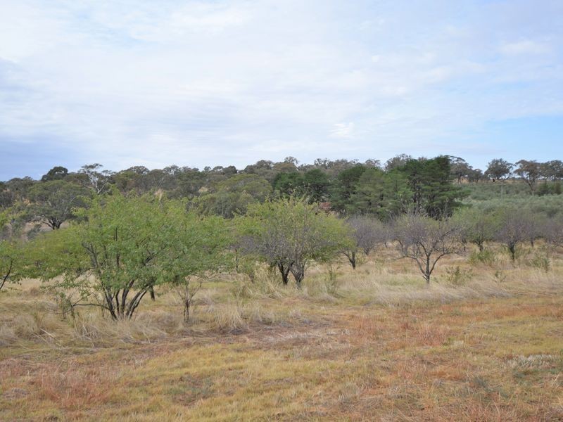 450 Spring Creek Road, Young NSW 2594