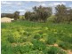 49 Isaacs Road, Young NSW 2594